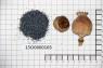 Click for 3 image(s) for this accession. Image